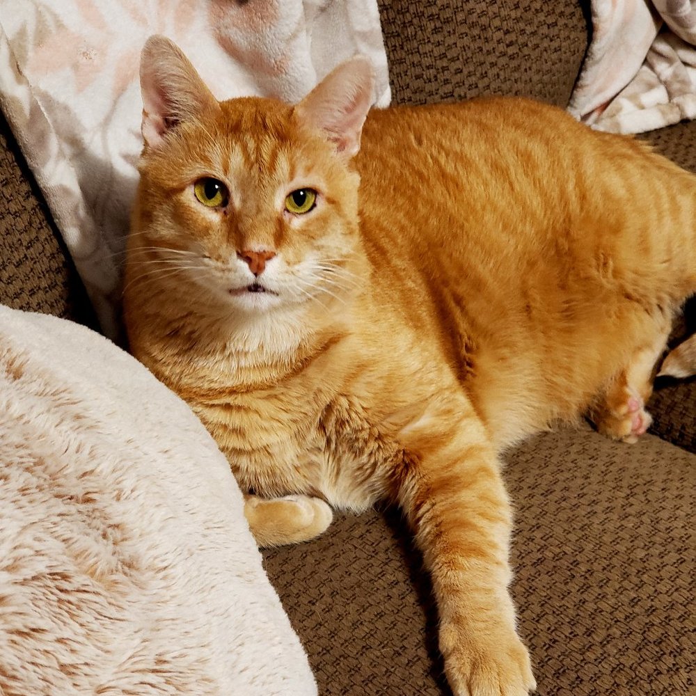 Meet your Posher, Brittany